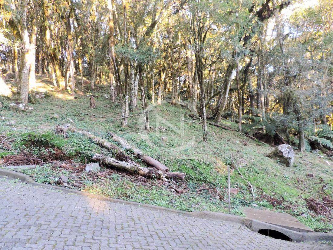 TERRENO NO RESIDENCIAL PINHEIRO GROSSO EM CANELA | Pinheiro Grosso | Canela