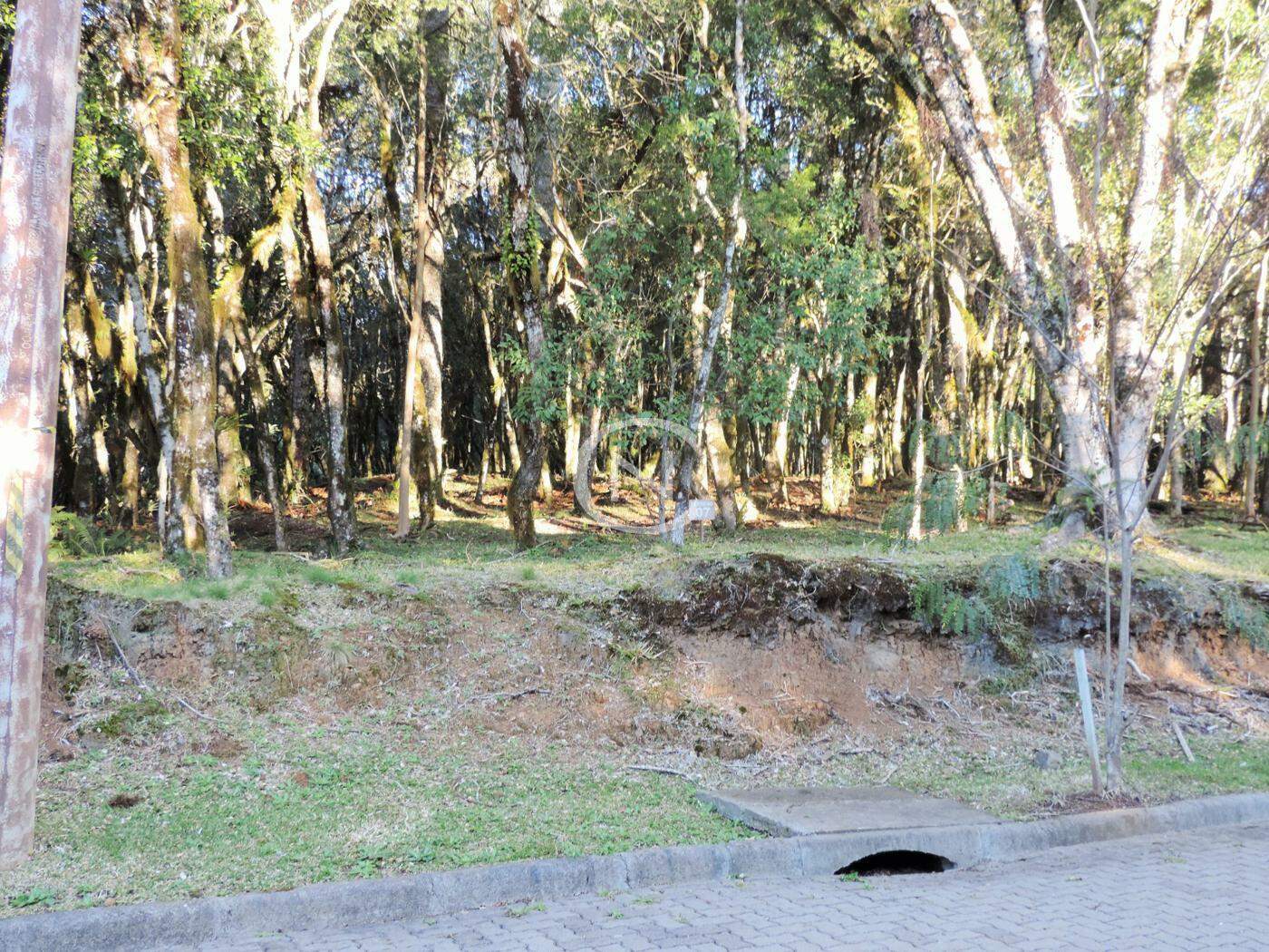 TERRENO NO RESIDENCIAL PINHEIRO GROSSO EM CANELA | Pinheiro Grosso | Canela