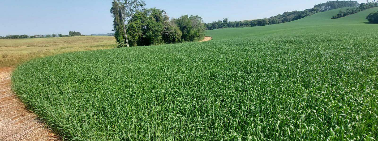 Erechim ÁREAS RURAIS PARA PLANTIO
